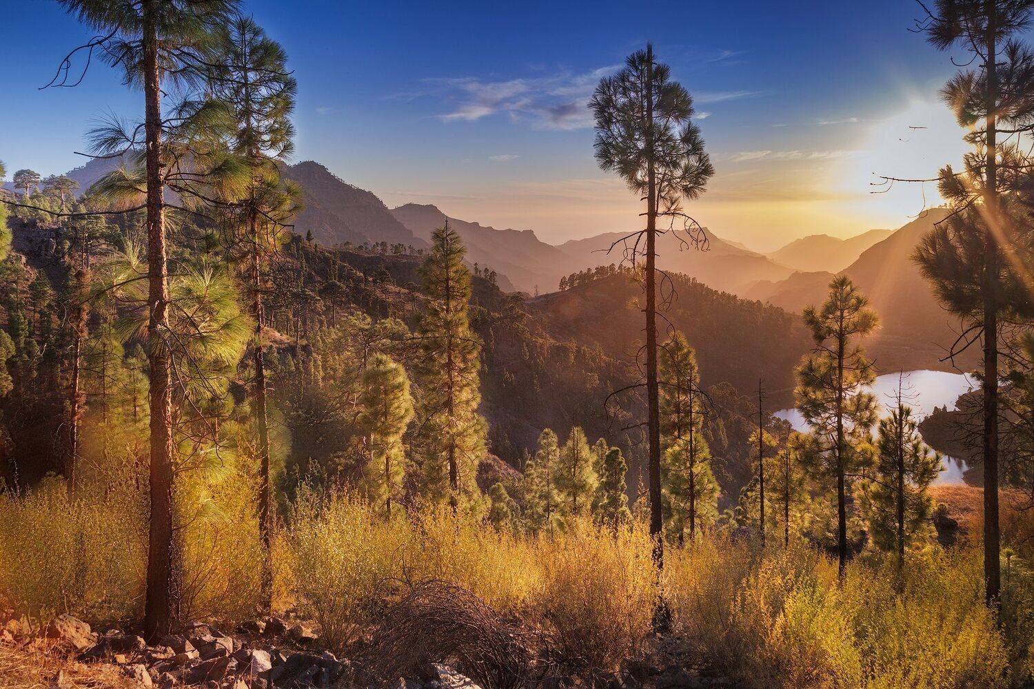 сосны, закат, горы, канарские острова, испания, Андрей Огнев