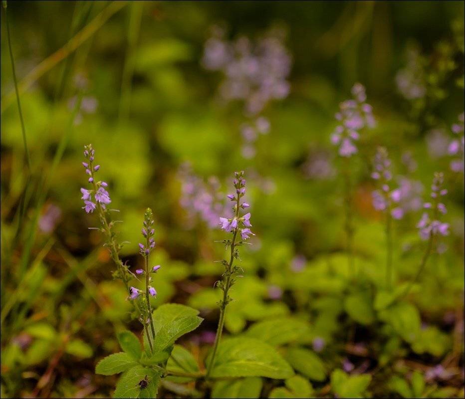 , Бурлов Андрей
