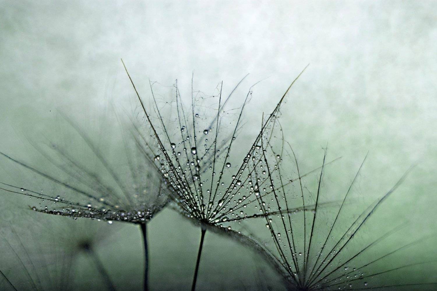 макро,композиция,этюд,одуванчики,взгляд,боке,гелиос,, Марина Соколова