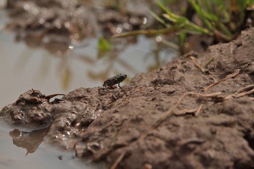 Жизнь лягушонка