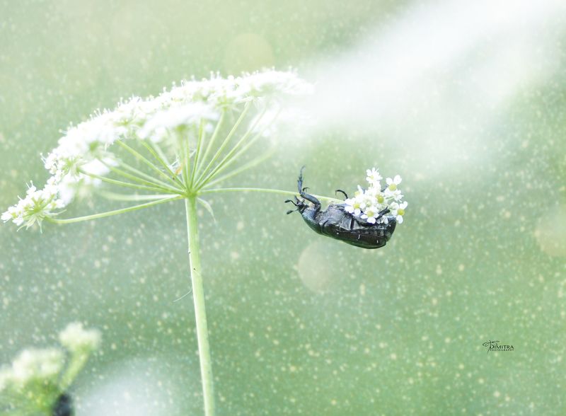 Пусть будет лето - част вторая фото превью
