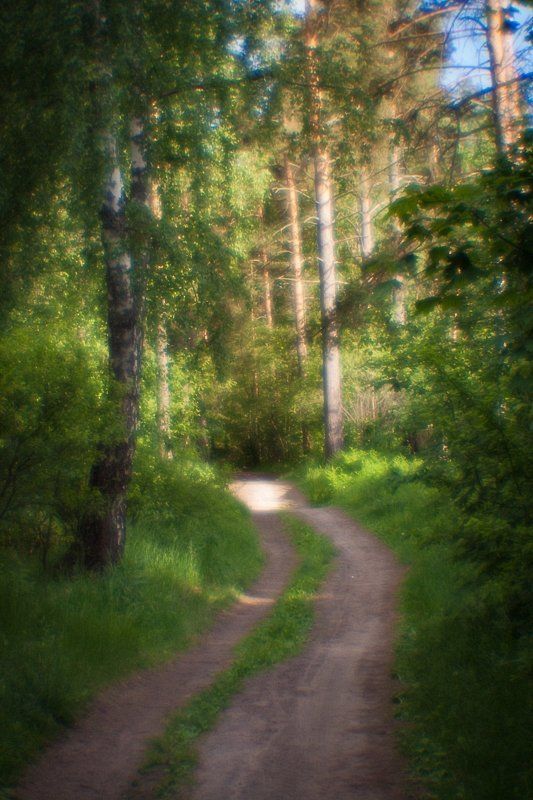 фото, природа, лес, монокль, пикториализм, дубна, россия Полуденный зной фото превью