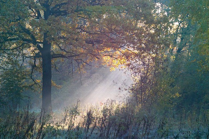 луч света в тёмном царстве... фото превью