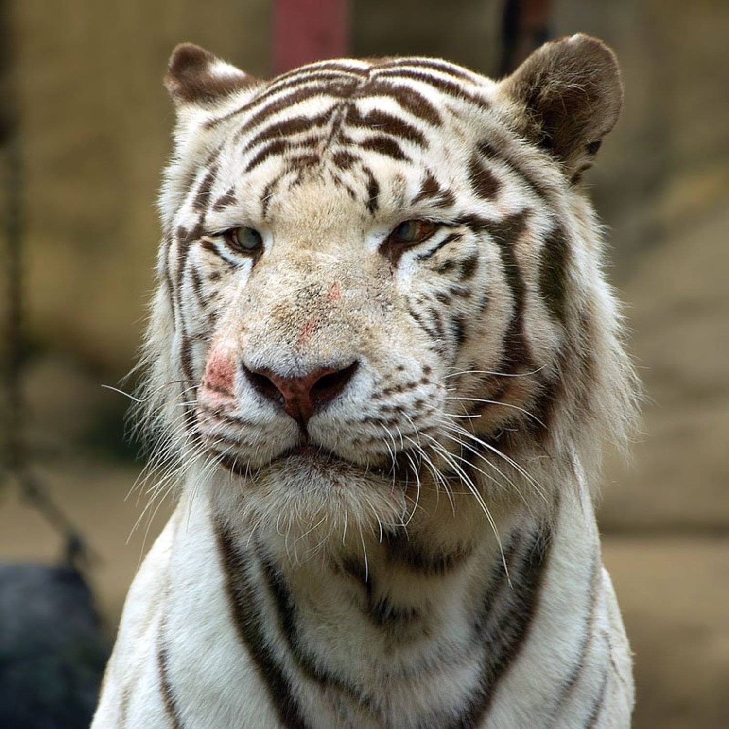 тигр,животные, akvarel