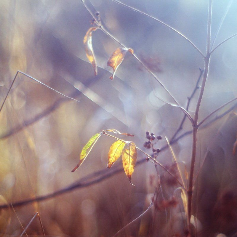 Еще одна осенняя серия фото превью