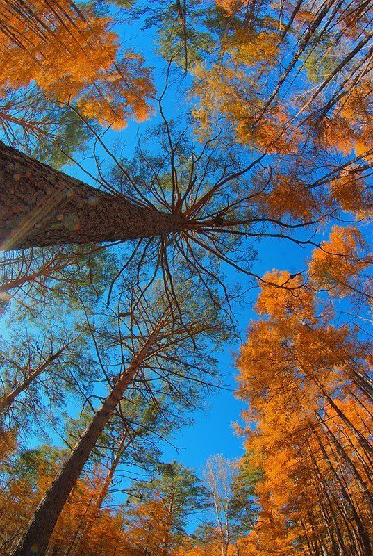 Таежный небосвод.... фото превью