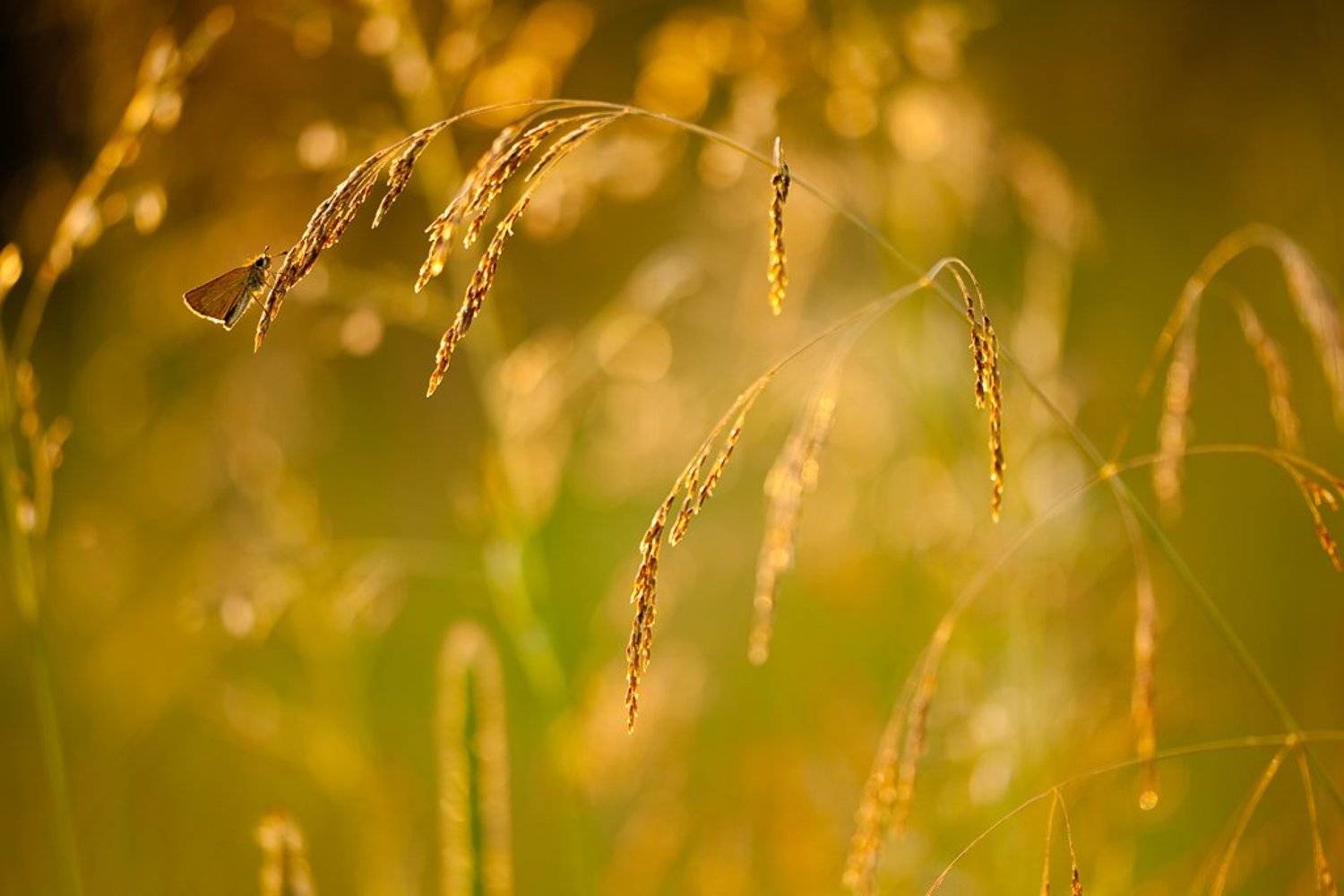 бабочка, вечер, Юлия