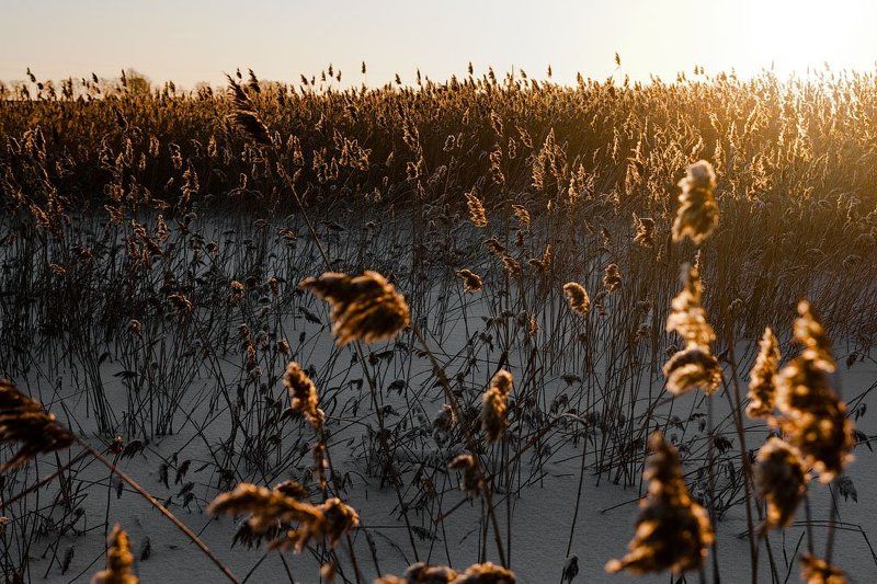 камыш, снег, солнце Беспорядок фото превью