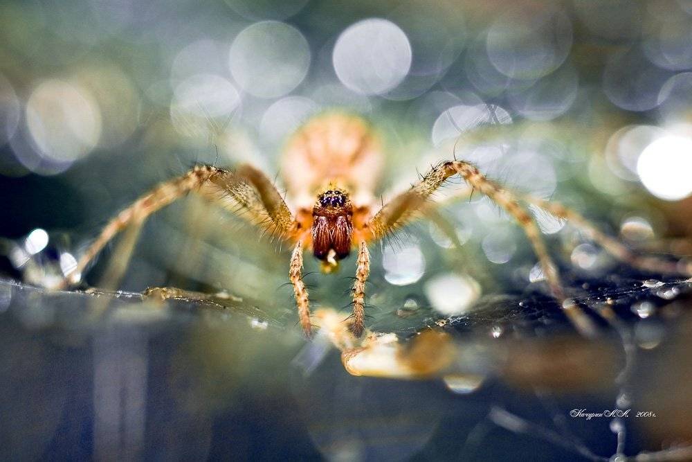макро, паук, гламур, Качурин Алексей