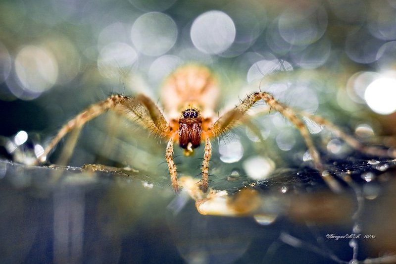 Гламурный паук фото превью