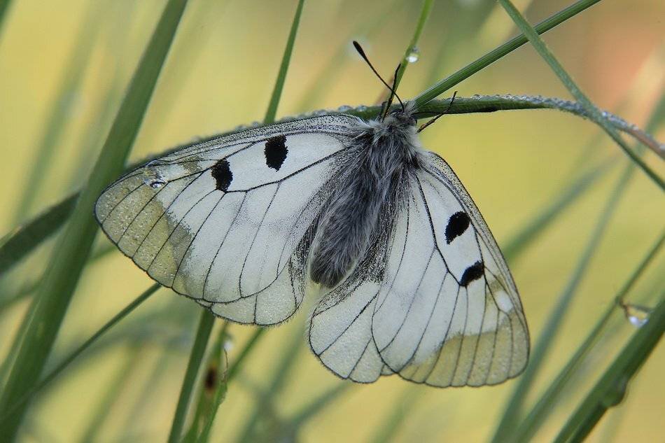 мнемозина, черный аполлон,  parnassius mnemosine, Леонид