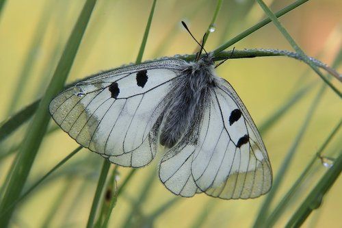 Мнемозина или черный аполлон (Parnassius mnemosine L.)