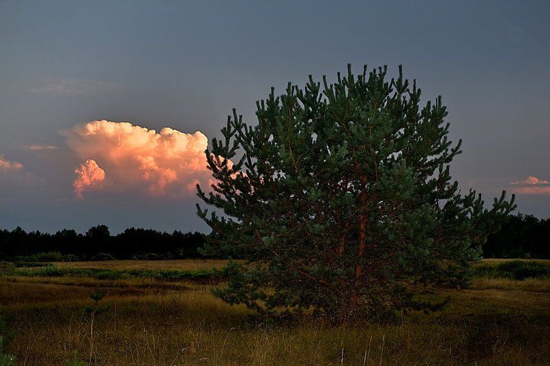 баскаки., тверская, область. ***** фото превью