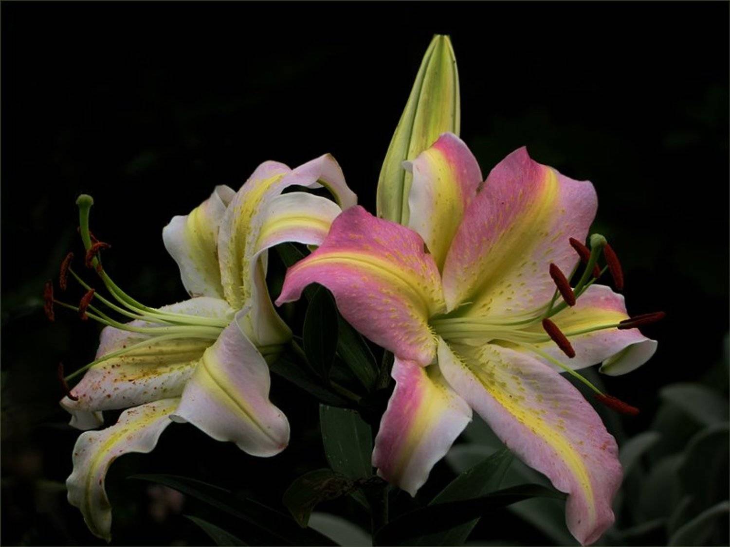 лилии, цветы, флора, ЦокоТушка