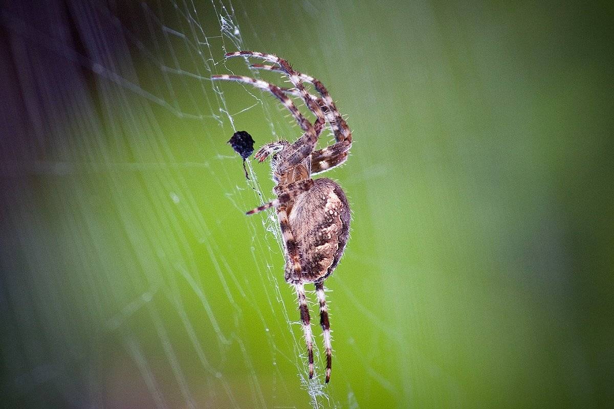 паук, Алексей