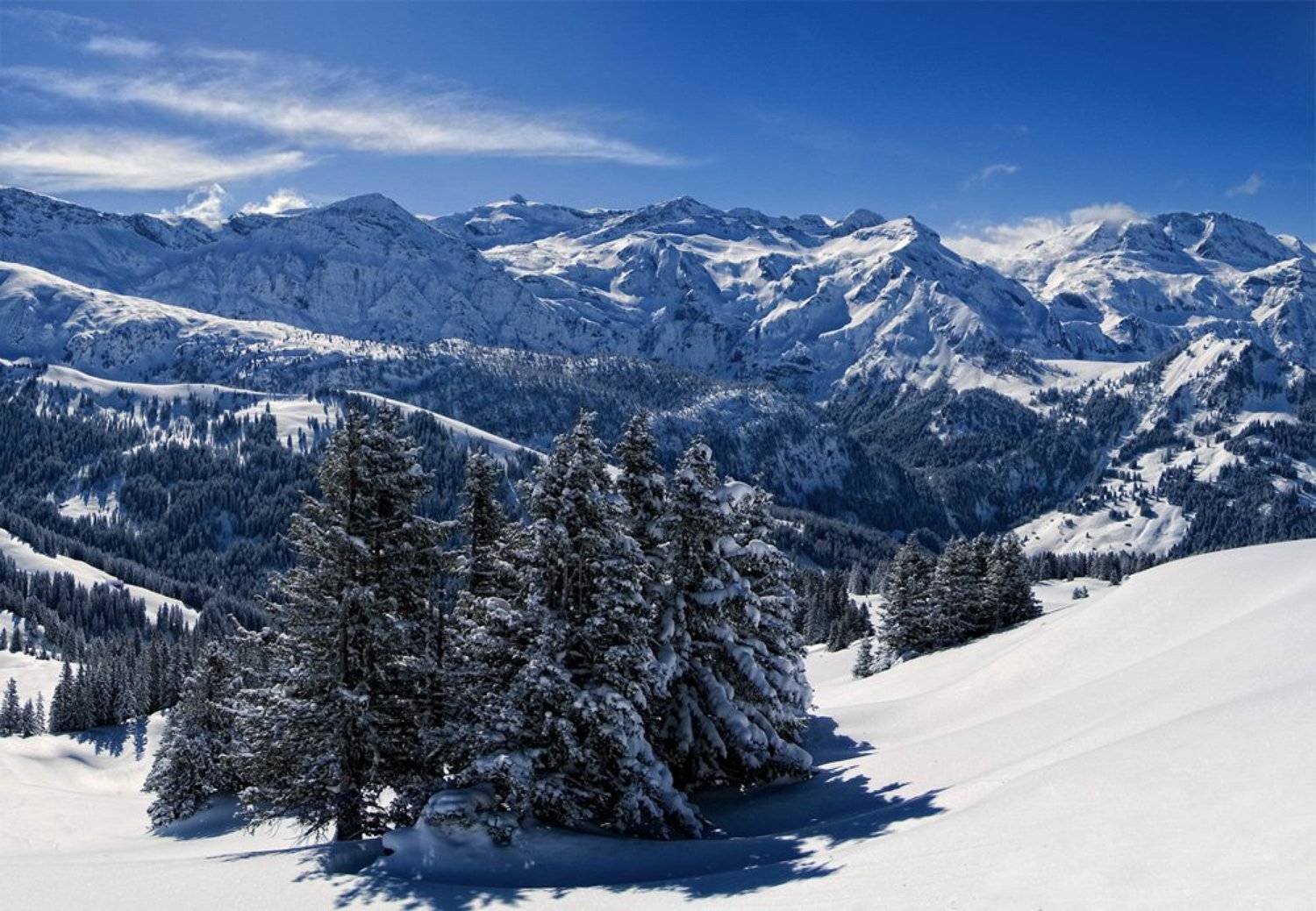 горы, снег, ель, Александр Свиркин