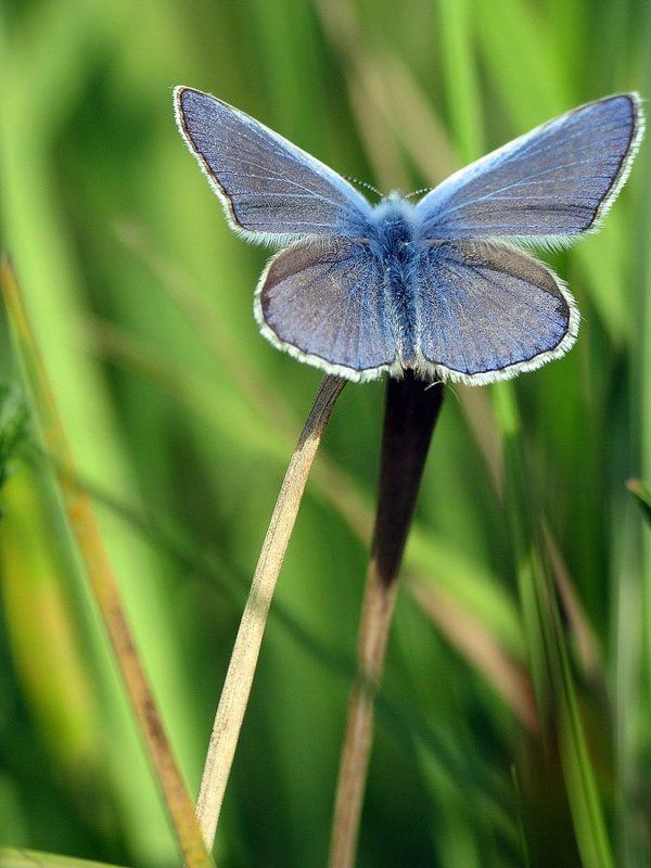 бабочка, голубянка, червонец Вверх фото превью