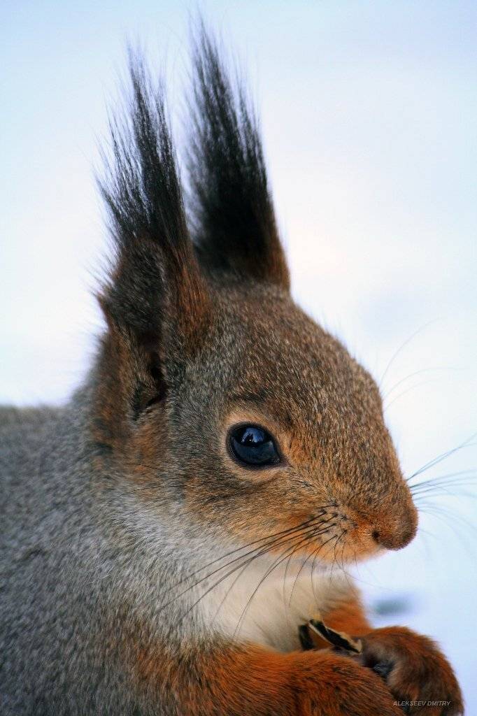 белка,природа,флора,фауна, Алексеев Дмитрий