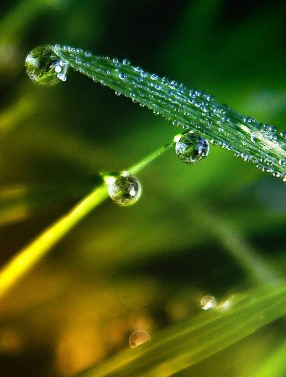 , Лана Тополева