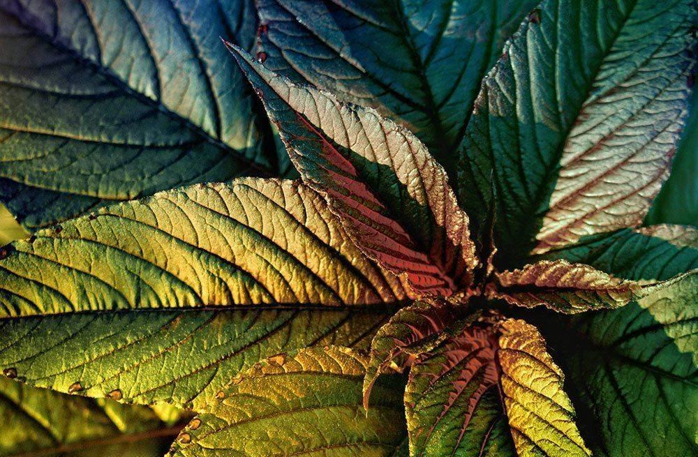 , Лана Тополева