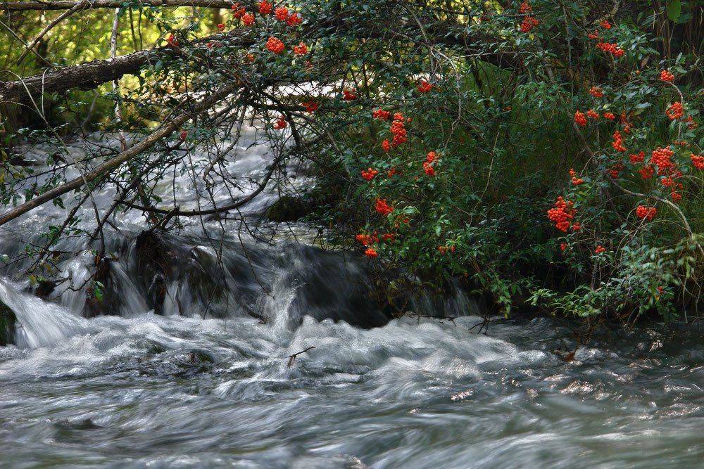 козлов артур, река, рябина, Kozlov Artur