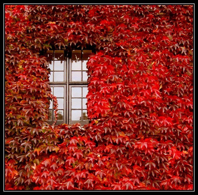 cambridge,england Ещё одна осень фото превью