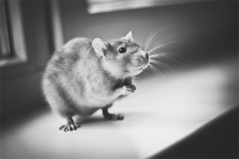 Please give cheese фото превью