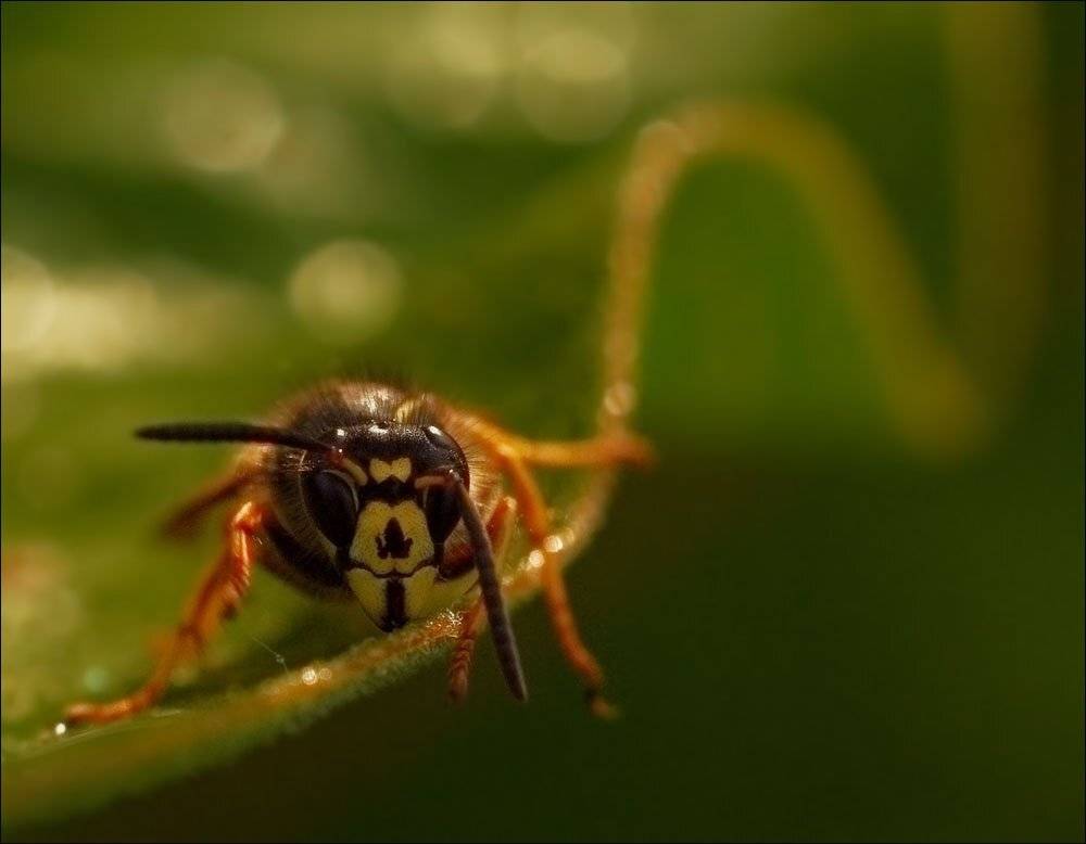 природа, Viktor