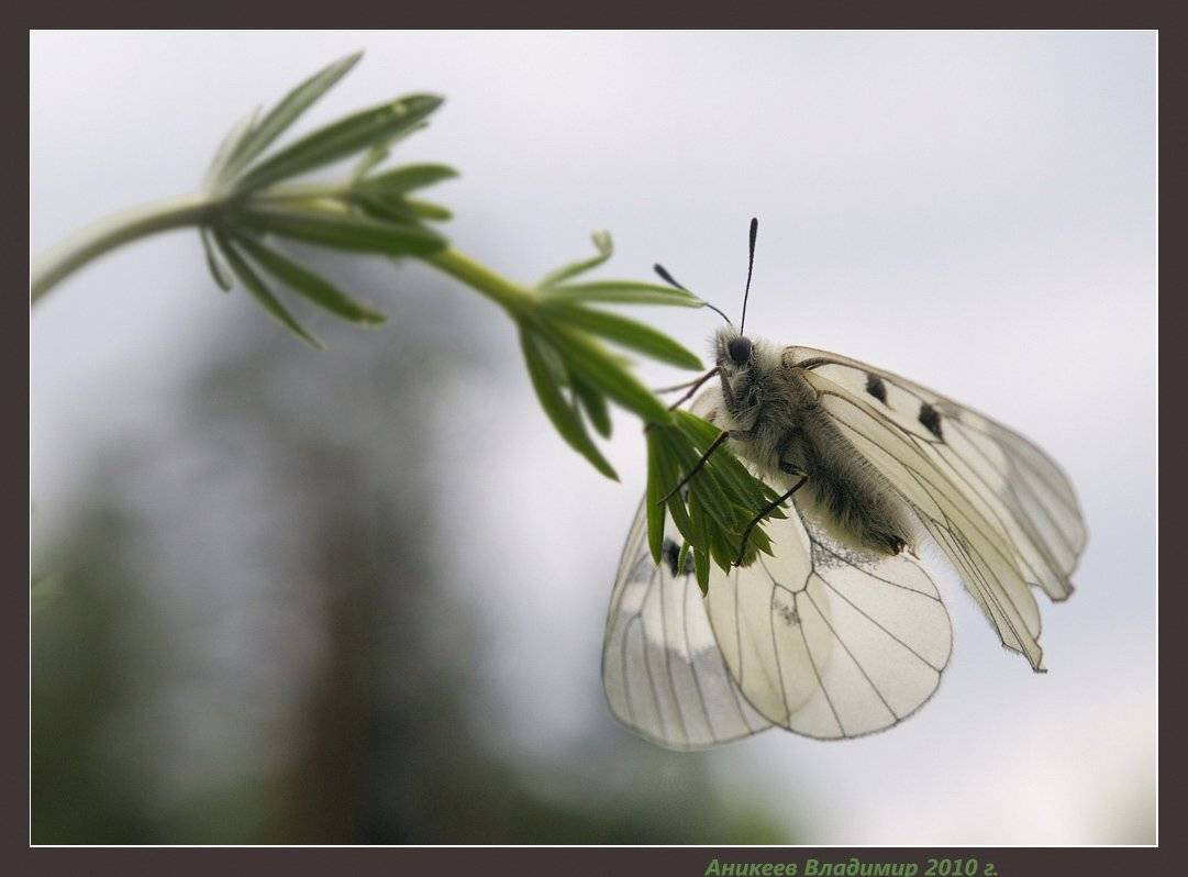 мнемозина, Аникеев Владимир