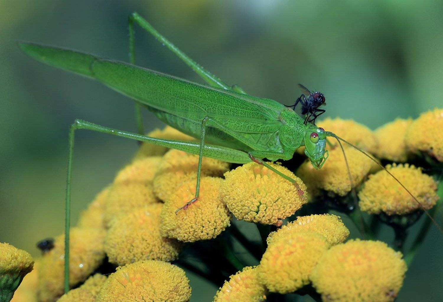 лето, цвек, муха, кузнечик, Олег Сурьянинов
