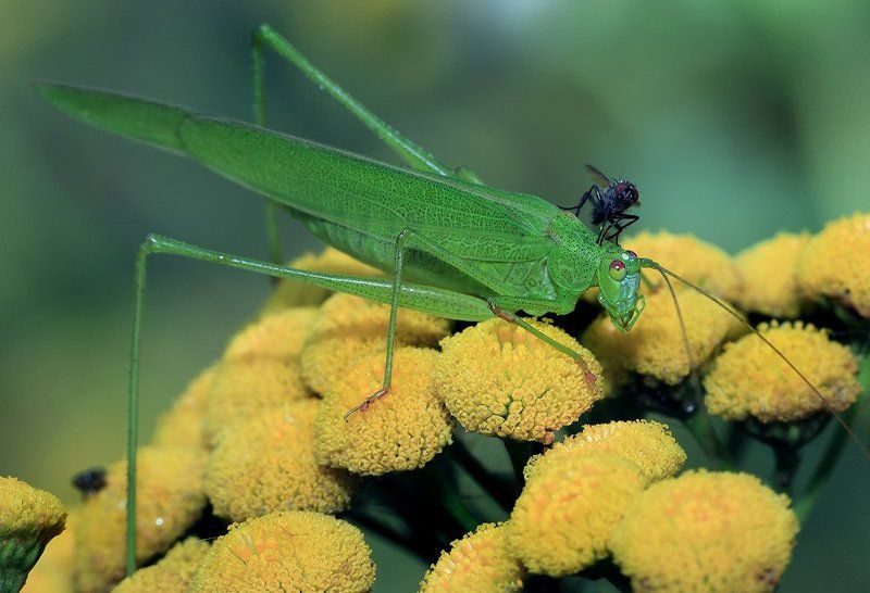 лето, цвек, муха, кузнечик А муха на шею бросается,целуется и обнимается.... фото превью
