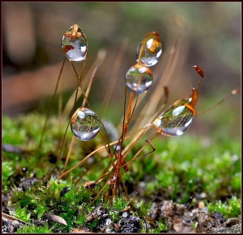 Макро букетик. фото превью