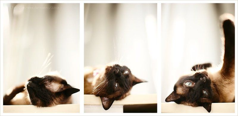 кошка, сон, просыпаться, утро, окно Я не сплю-ю-ю! фото превью