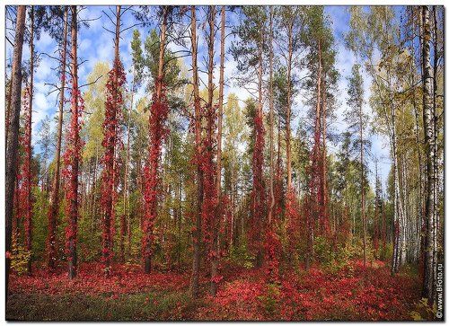 Сказочный лес