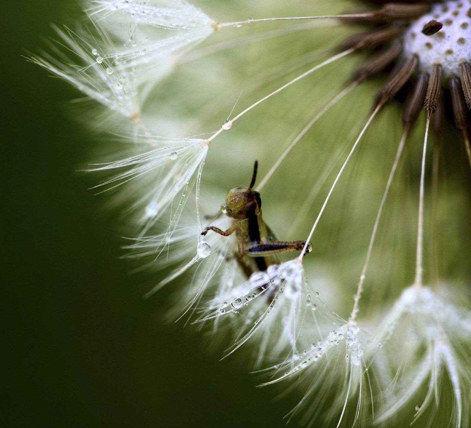 роса, одуванчик, кузнечик, Юлия Новохатько