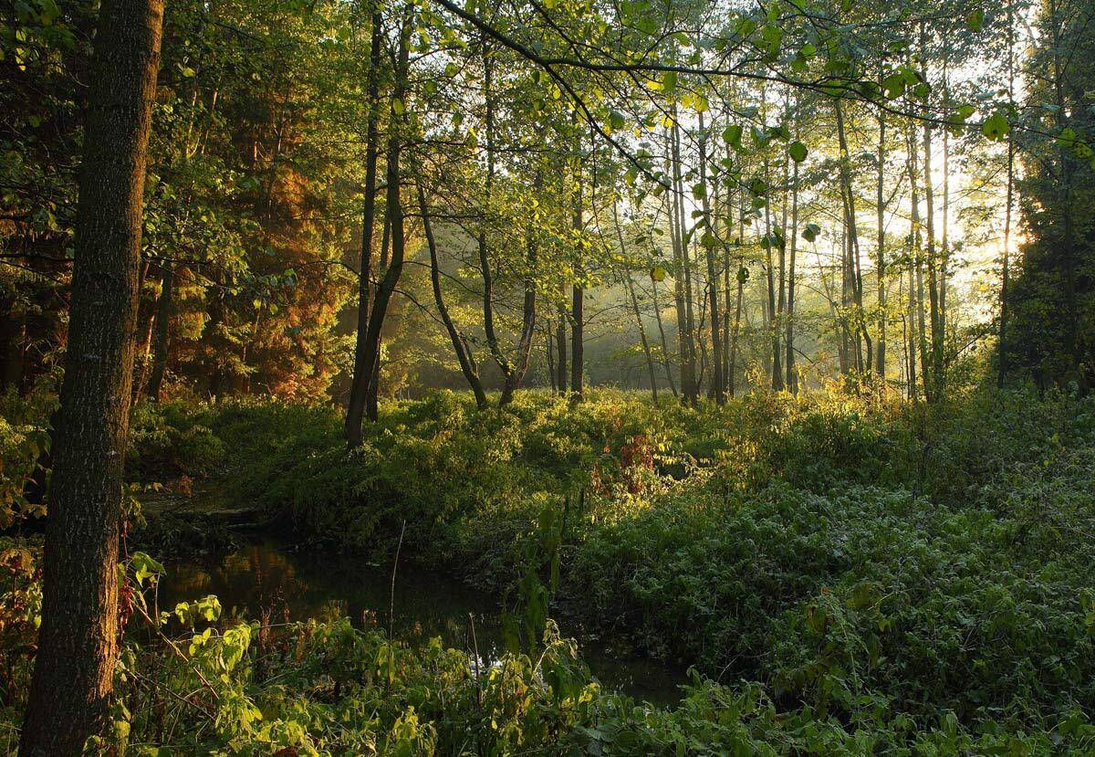 утро, лес, Сергей