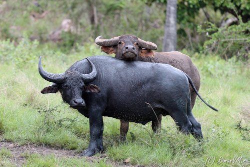 Семейный портрет.