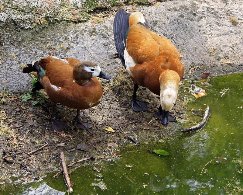зоопарк, обезьяна, тигр, утки, птицы, морской котик Зоопарк фото превью