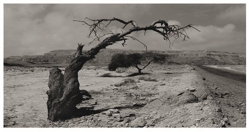 негев, vladimir