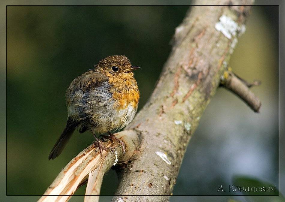 , Ковалевич А.