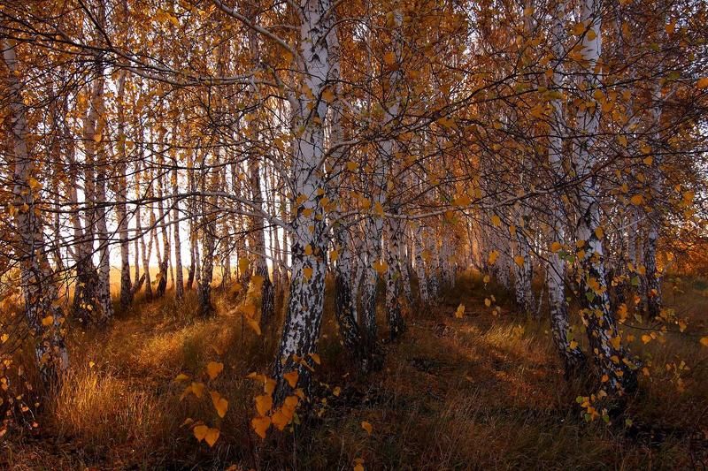 ** фото превью