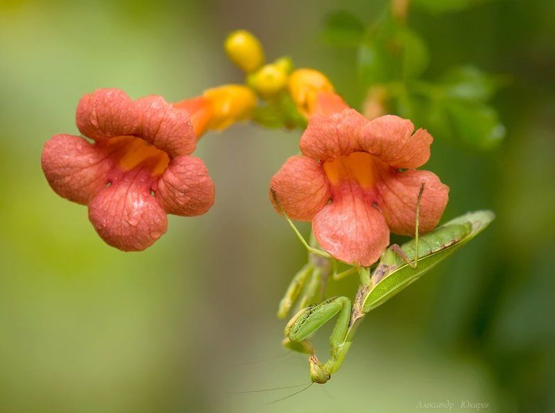 Двое фото превью