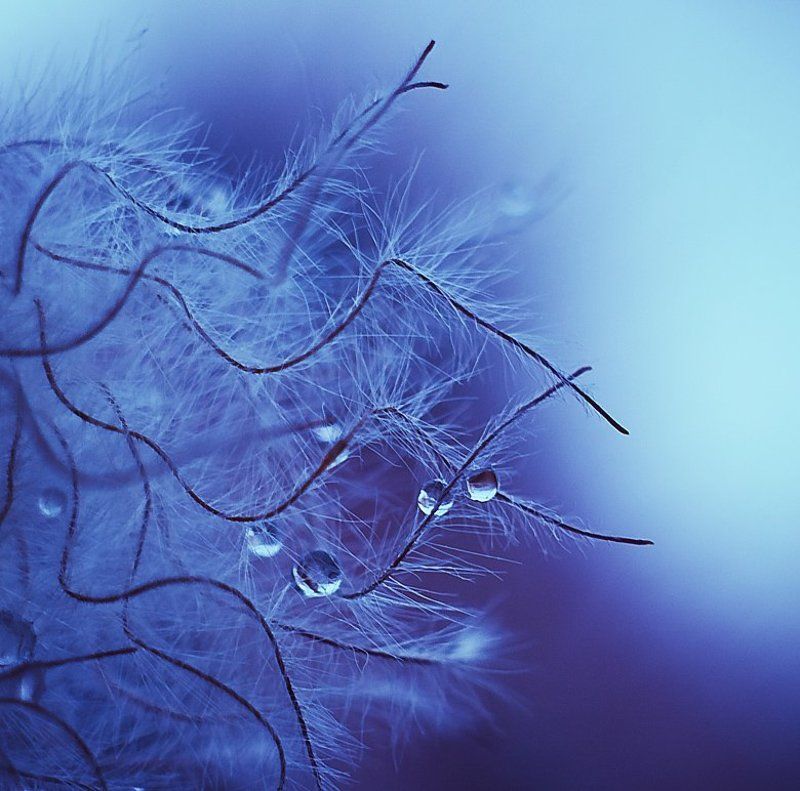 softly feathers фото превью