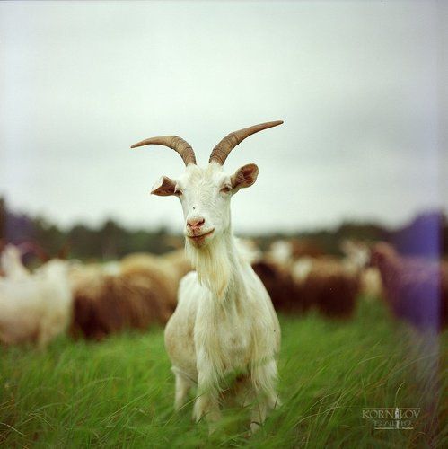 Козел светлый