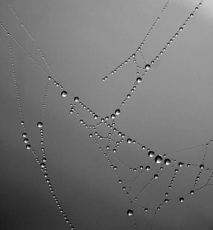 макро, капли Капли фото превью