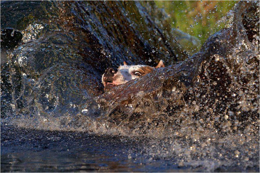 собака, брызги, вода, Илья Бармин