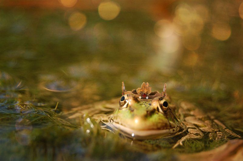 болотная царевна и... фото превью