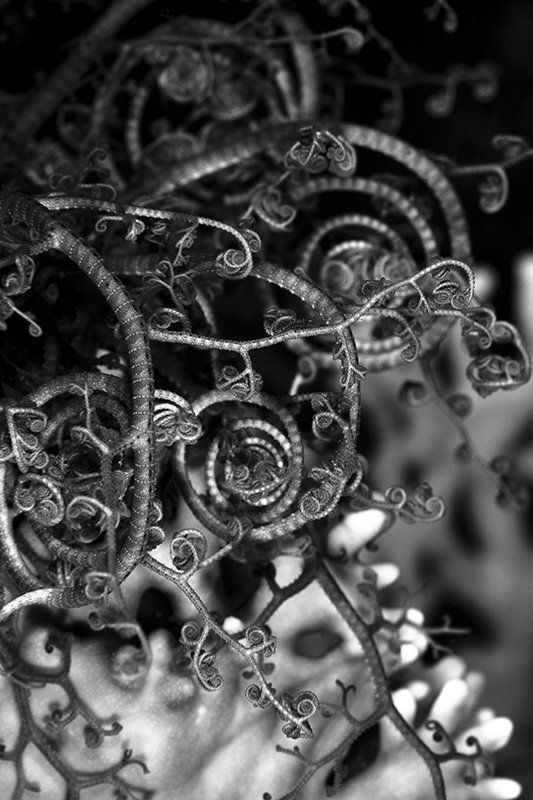 звезда, голова горгоны, подводная съемка, красное море, ночная съемка голова горгоны фото превью