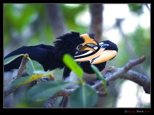 # Птица-носорог отличается умом и сообразительностью....#