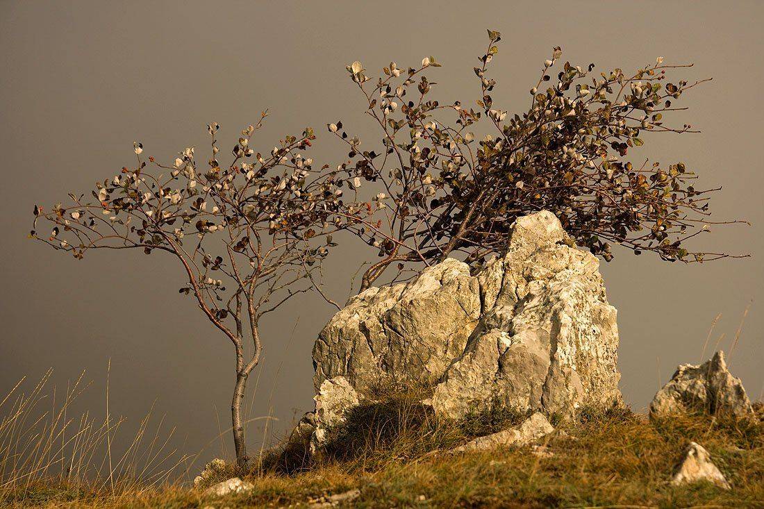 туман, солнце, пейзаж, дерево, камень, Arthur